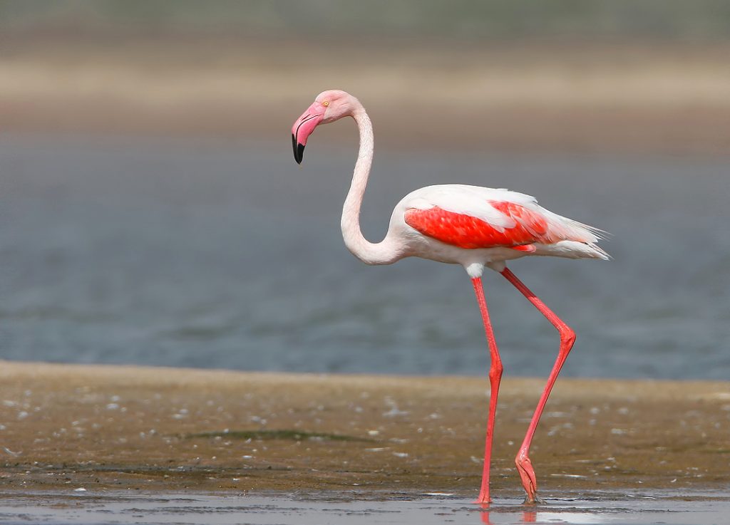 Flamingoes at Kutch Desert Wildlife Sanctuary